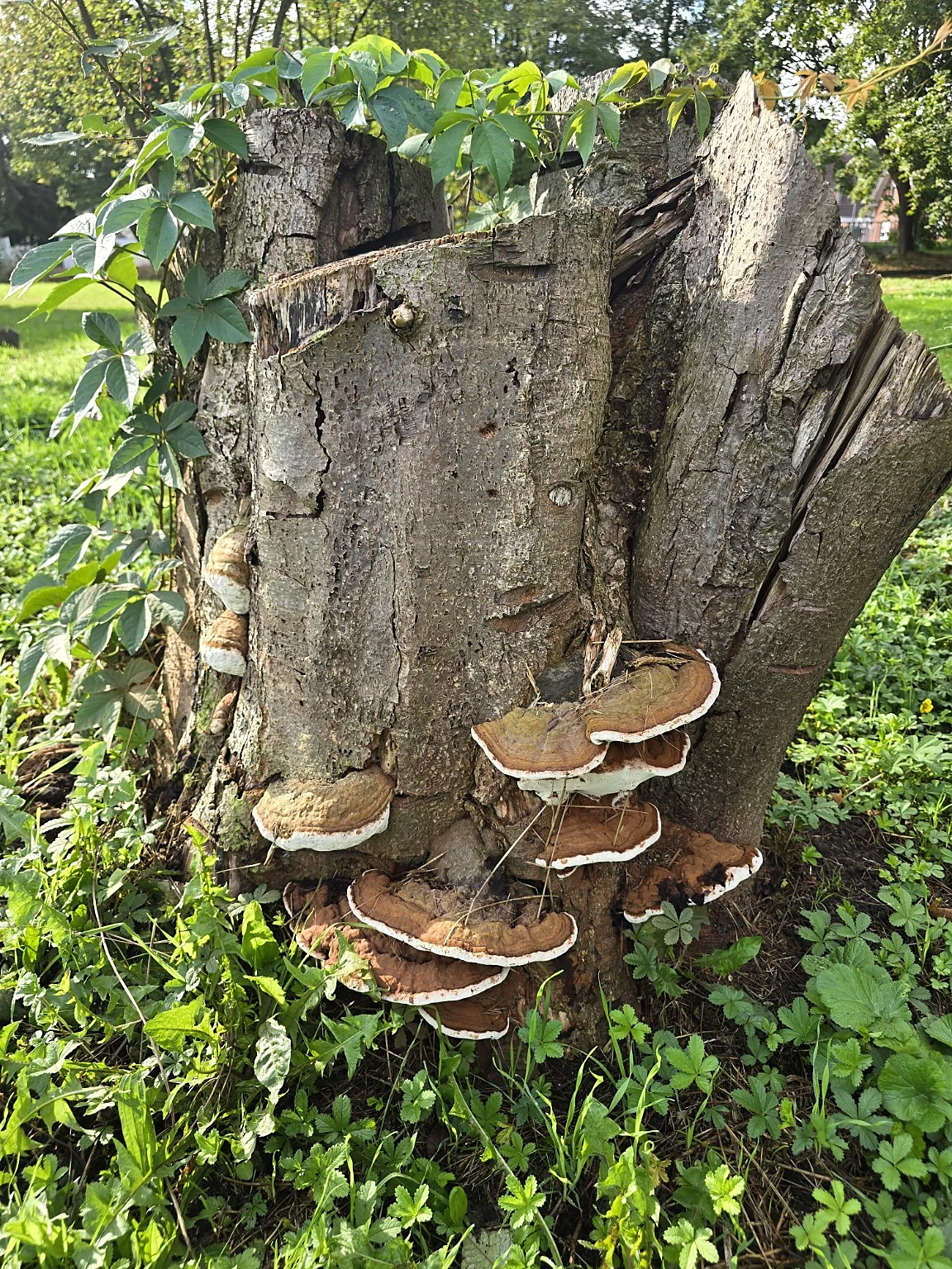 Pilze und neuer Bewuchs auf einem alten Baumstumpf auf dem Museumsgelände